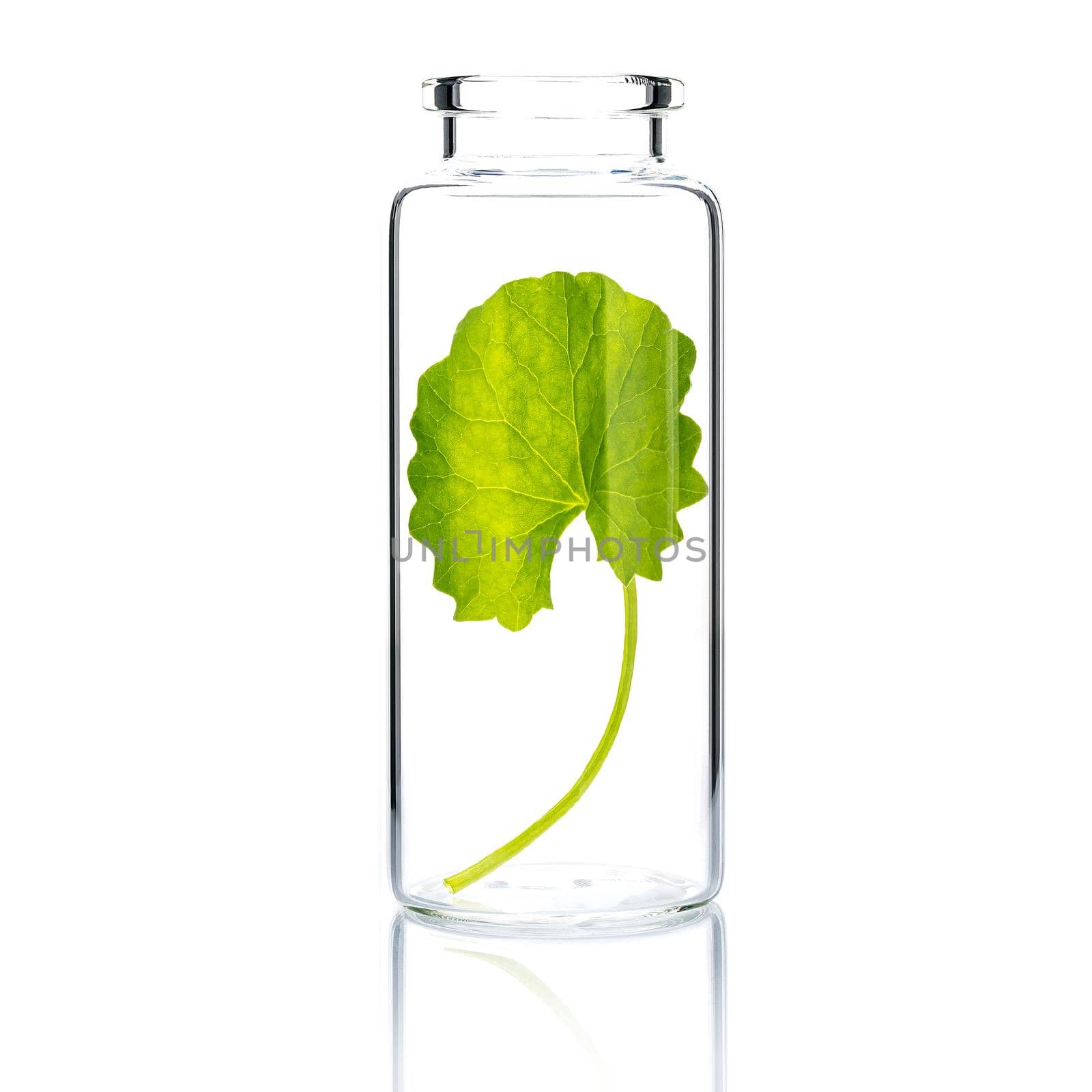 Homemade skin care with centella asiatica in a glass bottle isolated on white background.