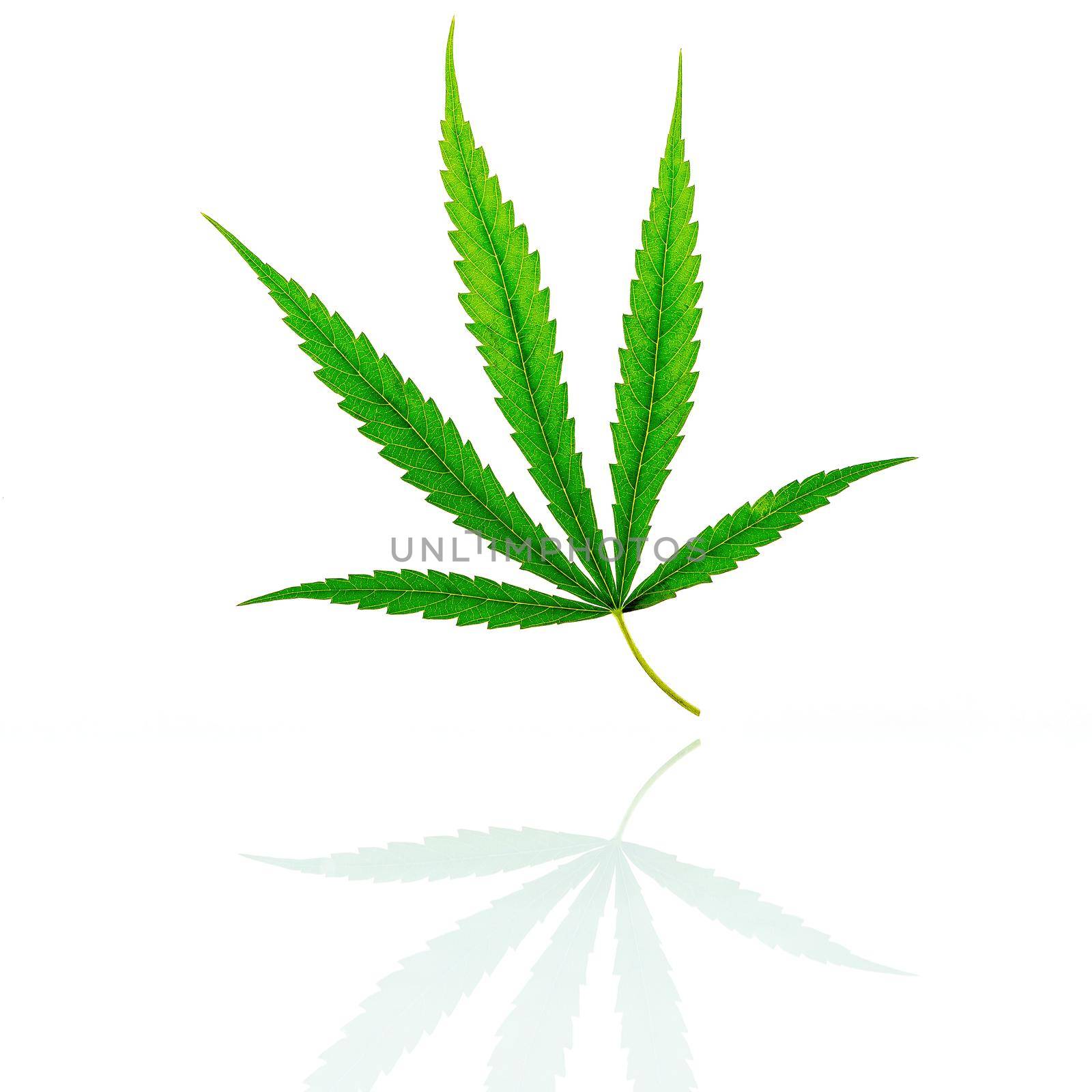 Green cannabis leaves with reflection isolated on white background. Marijuana hemp .(Cannabis sativa or Cannabis indica) 