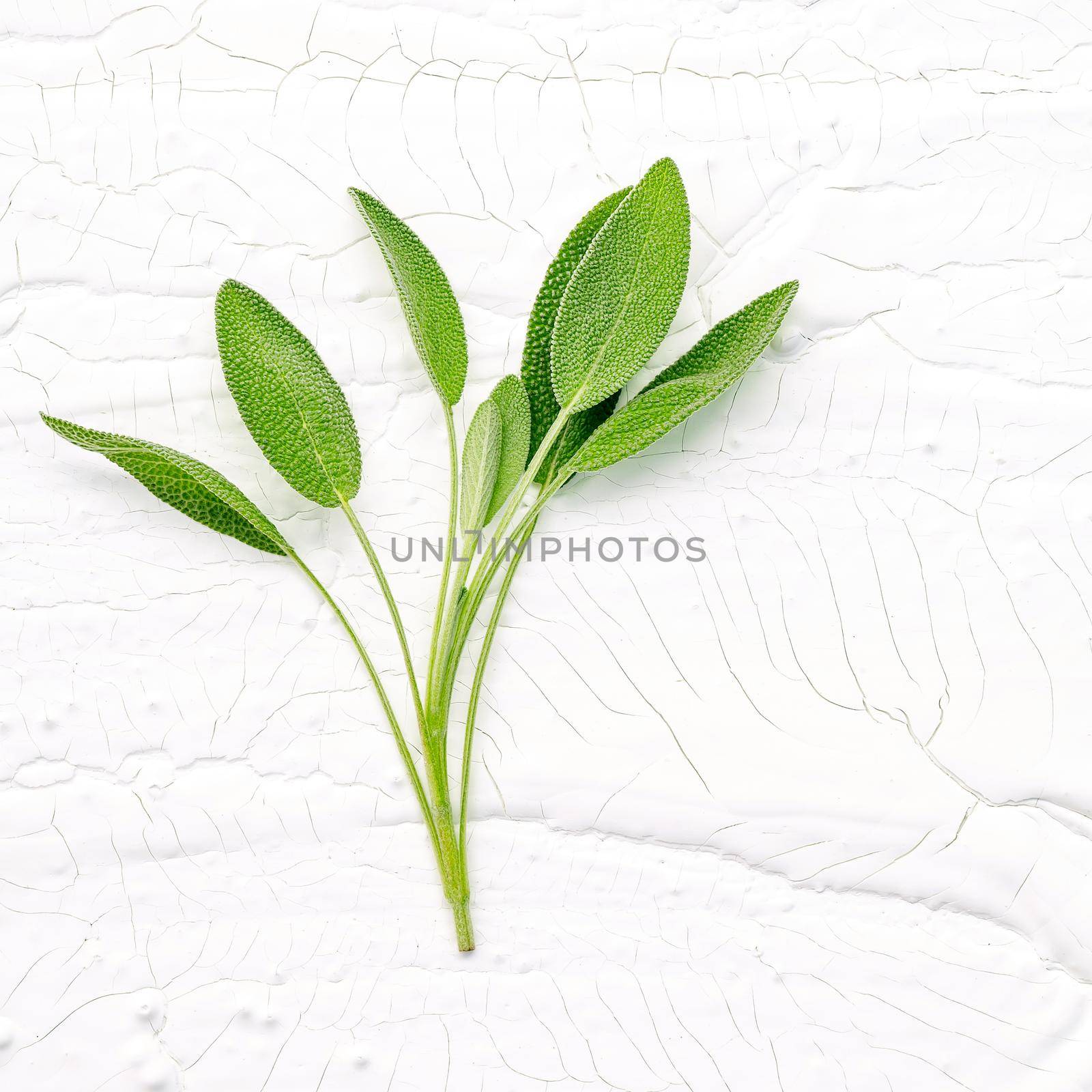 Closeup branch fresh sage leaves  on white wooden background . Alternative medicine fresh salvia officinalis with flat lay. by kerdkanno