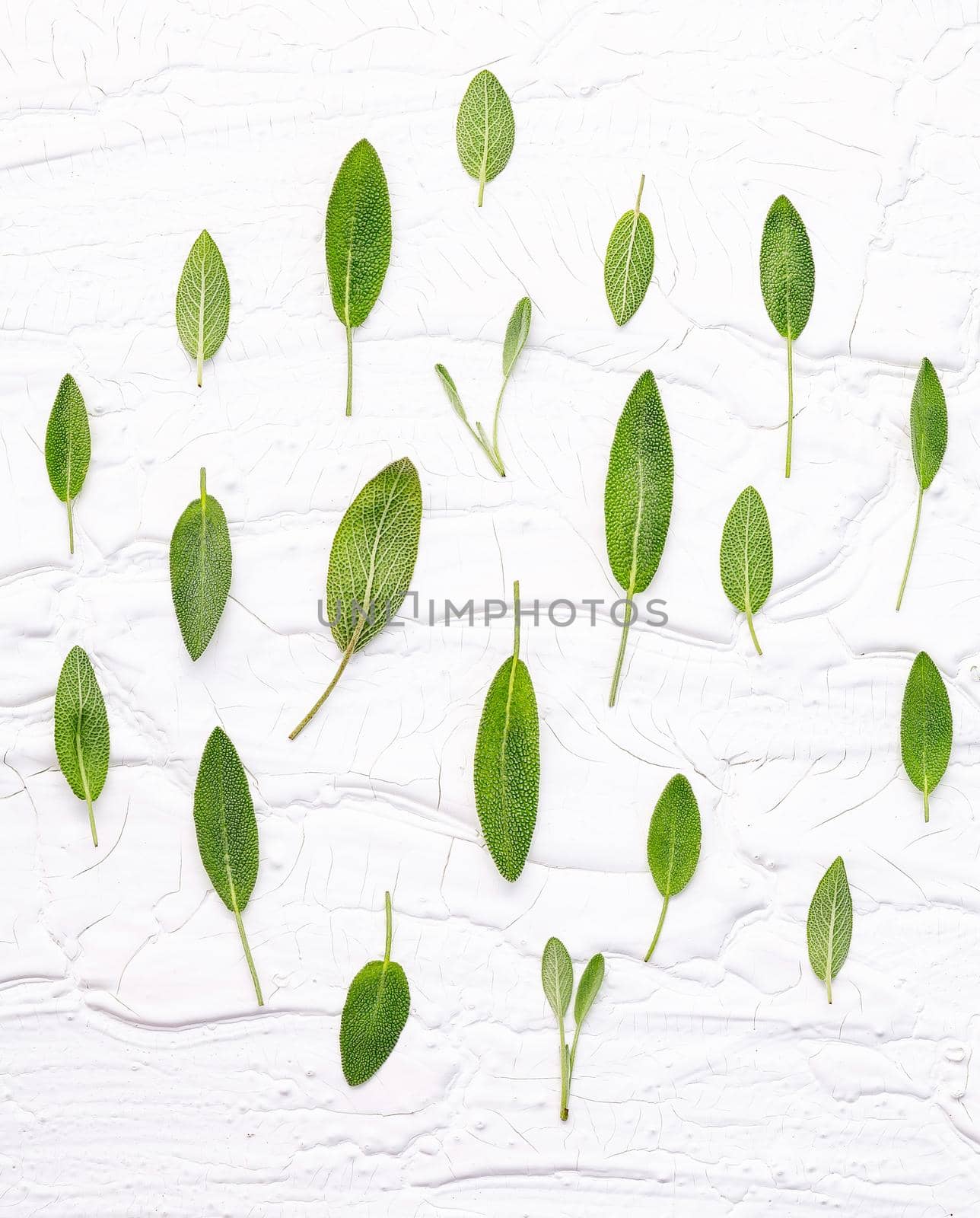 Closeup fresh sage leaves  on white wooden background . Alternative medicine fresh salvia officinalis with flat lay.