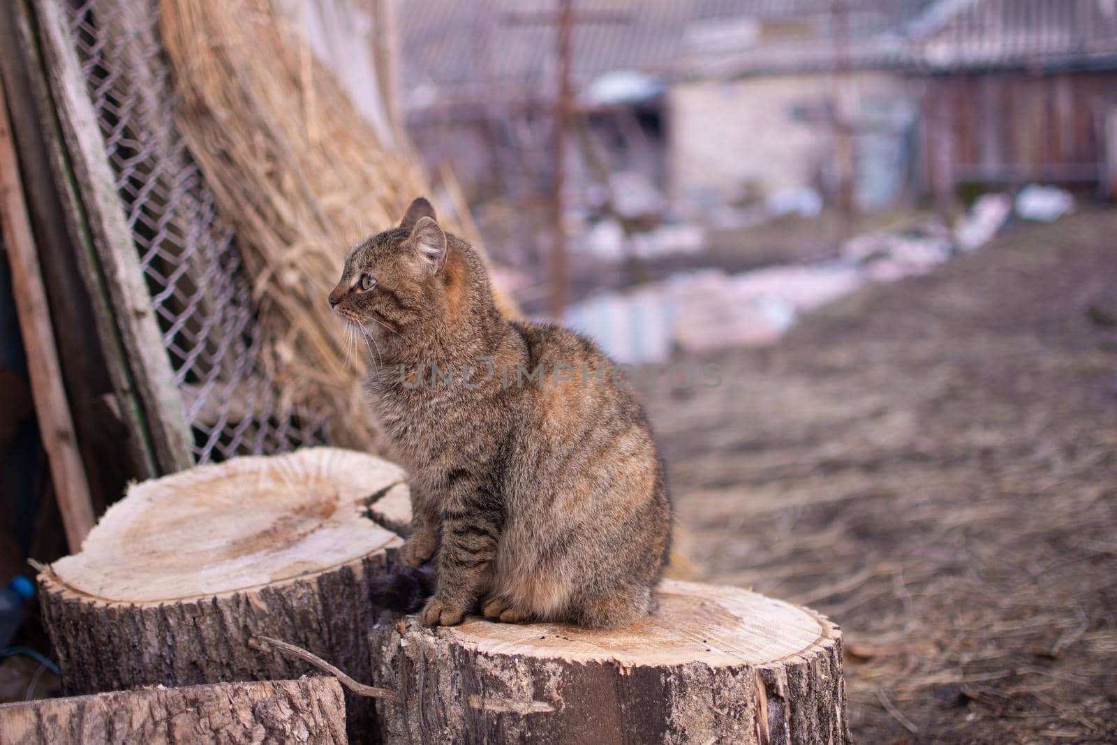 The cat is sitting on a wooden log. Side view.