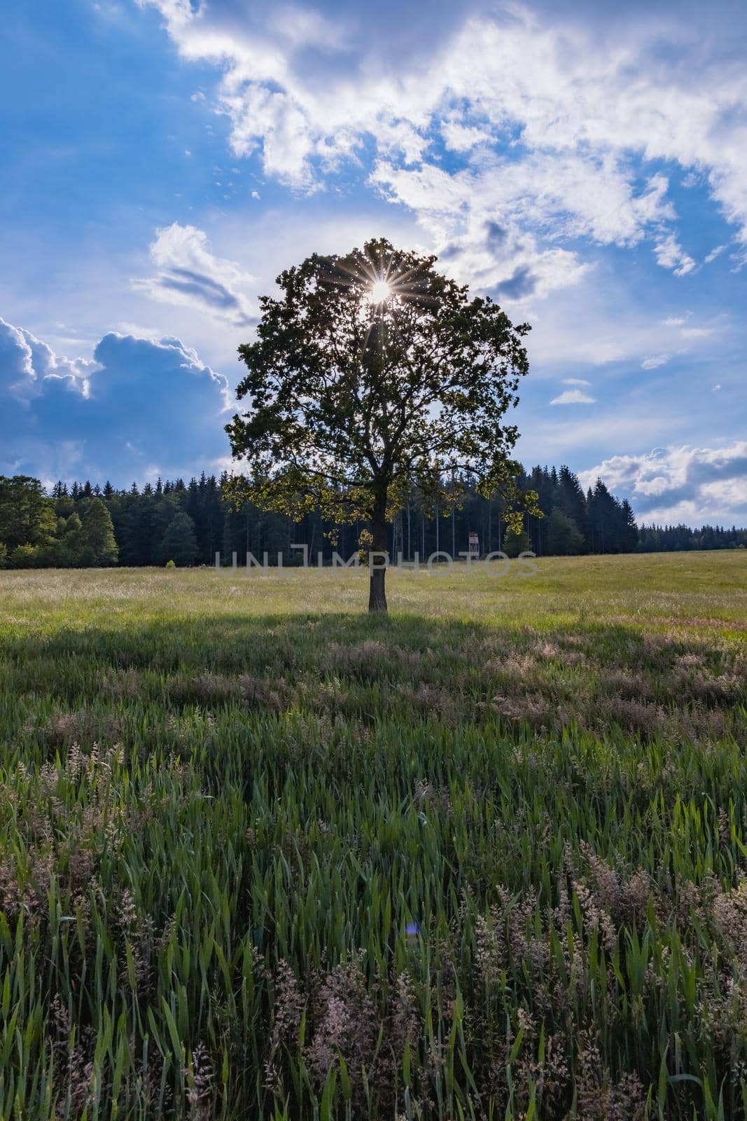 Alone tree with shining sun behind on big field next to mountain trail in Rudawy Janowickie by Wierzchu