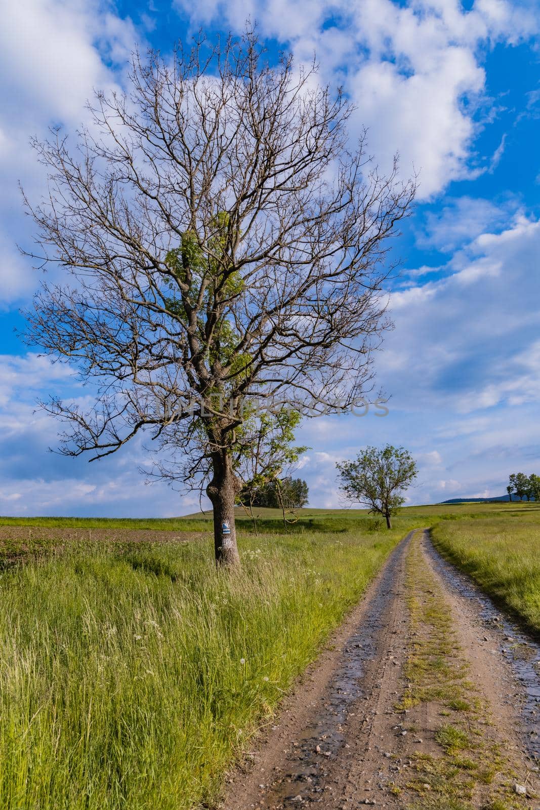 Alone tree next to Long mountain trail with beautiful landscape in Rudawy Janowickie by Wierzchu