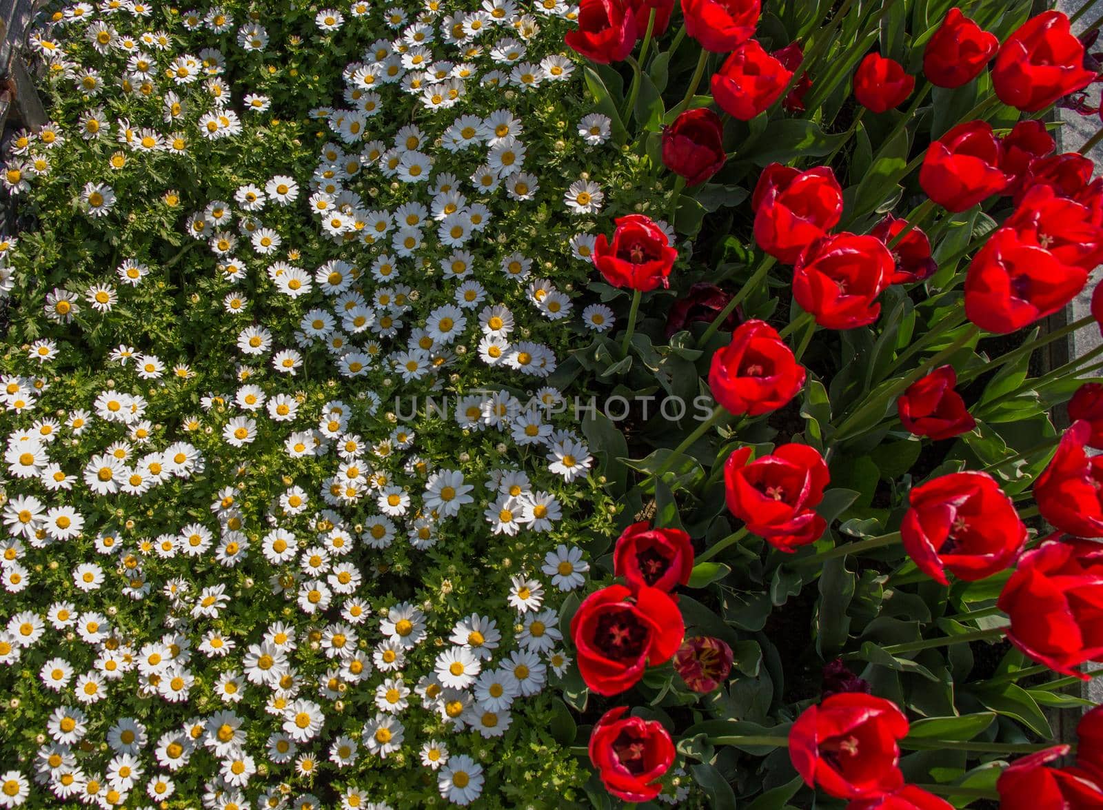 Red color Tulips Bloom in Spring in garden