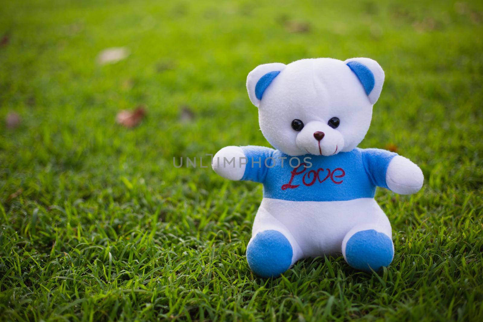 Bear doll lonely on green grass