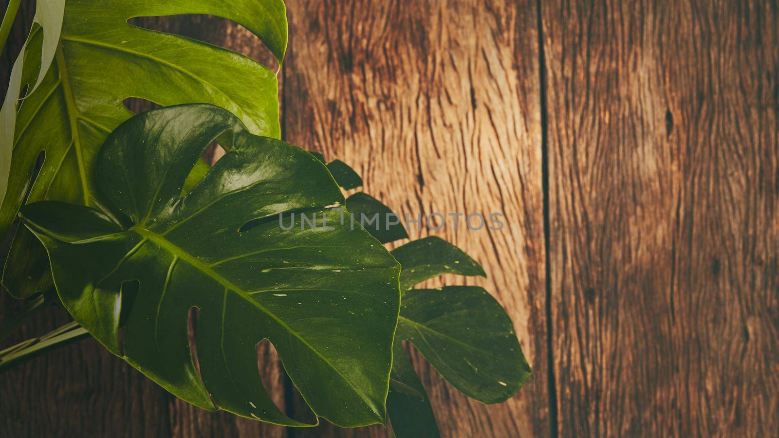 Tropical with monstera leaf on wood background