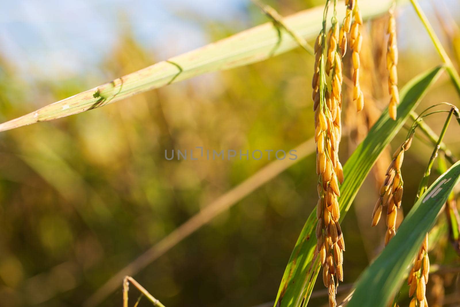 The ear of rice and the morning sun in the field. Harvest season