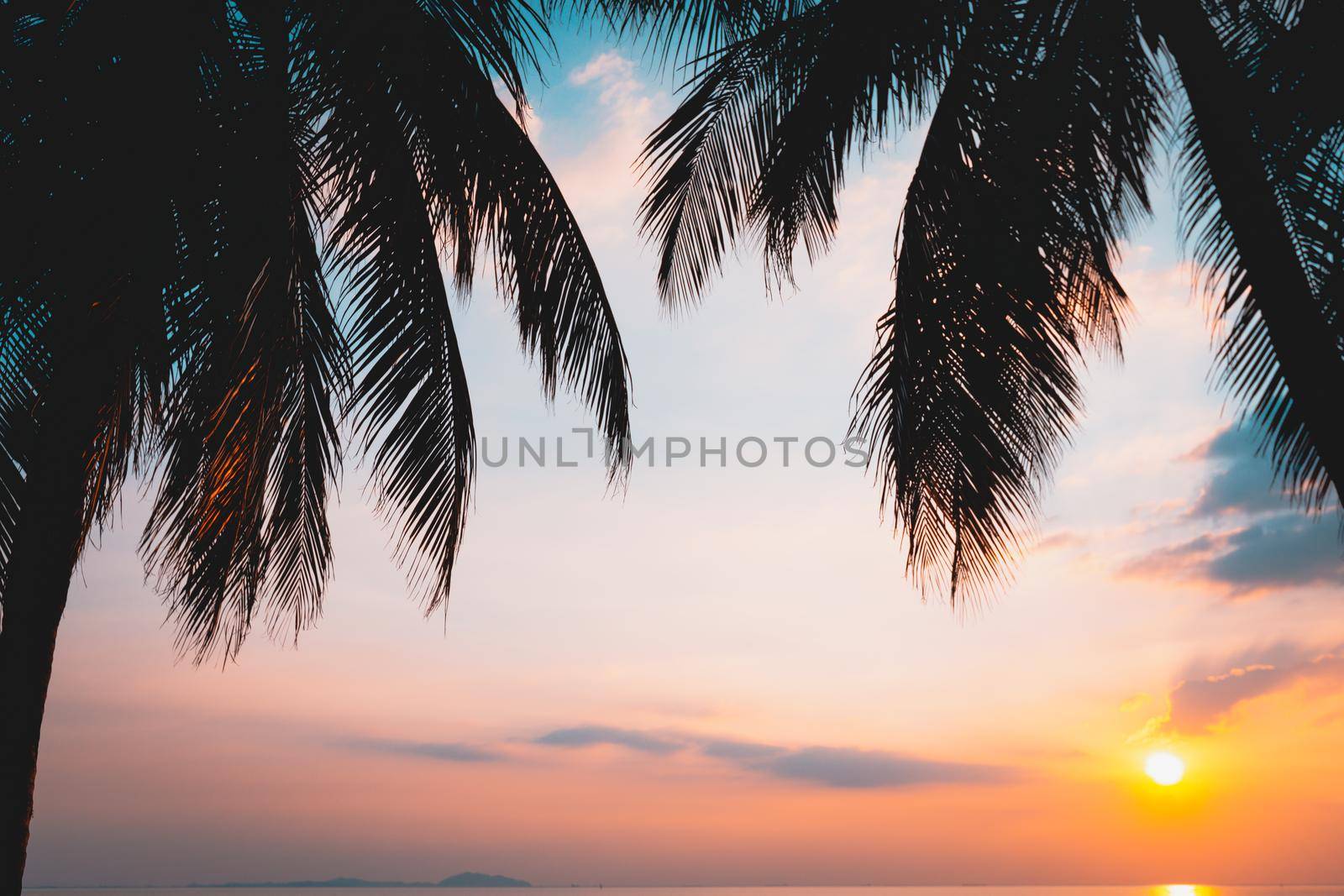 Palm tree on the beach by Wasant