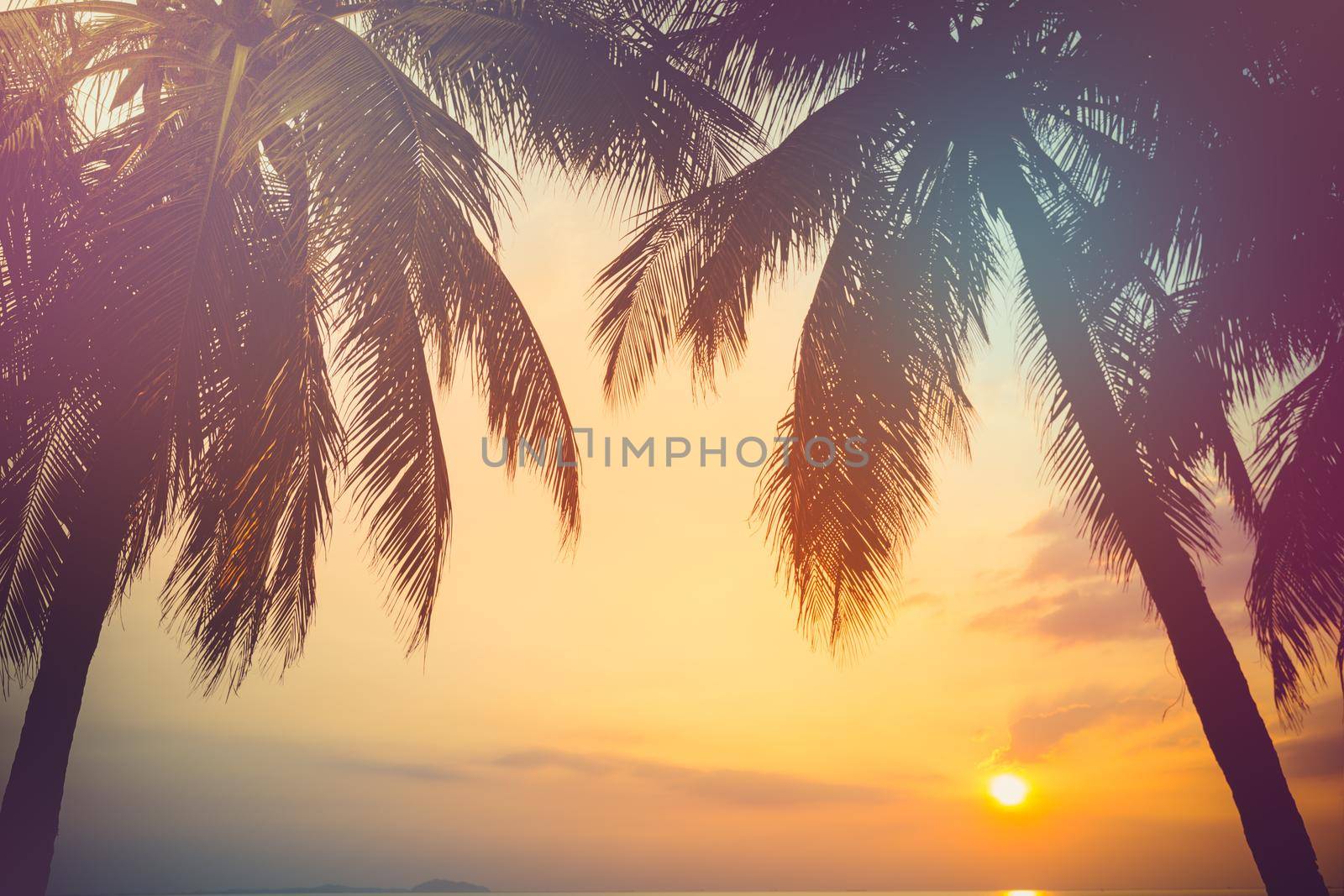 Palm tree with sunset on the beach