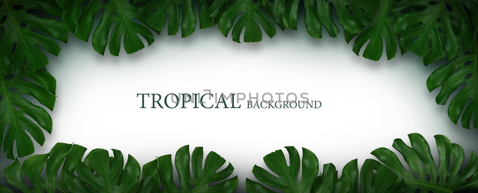 Tropical background, Monstera leaves is frame background, Banner Photo