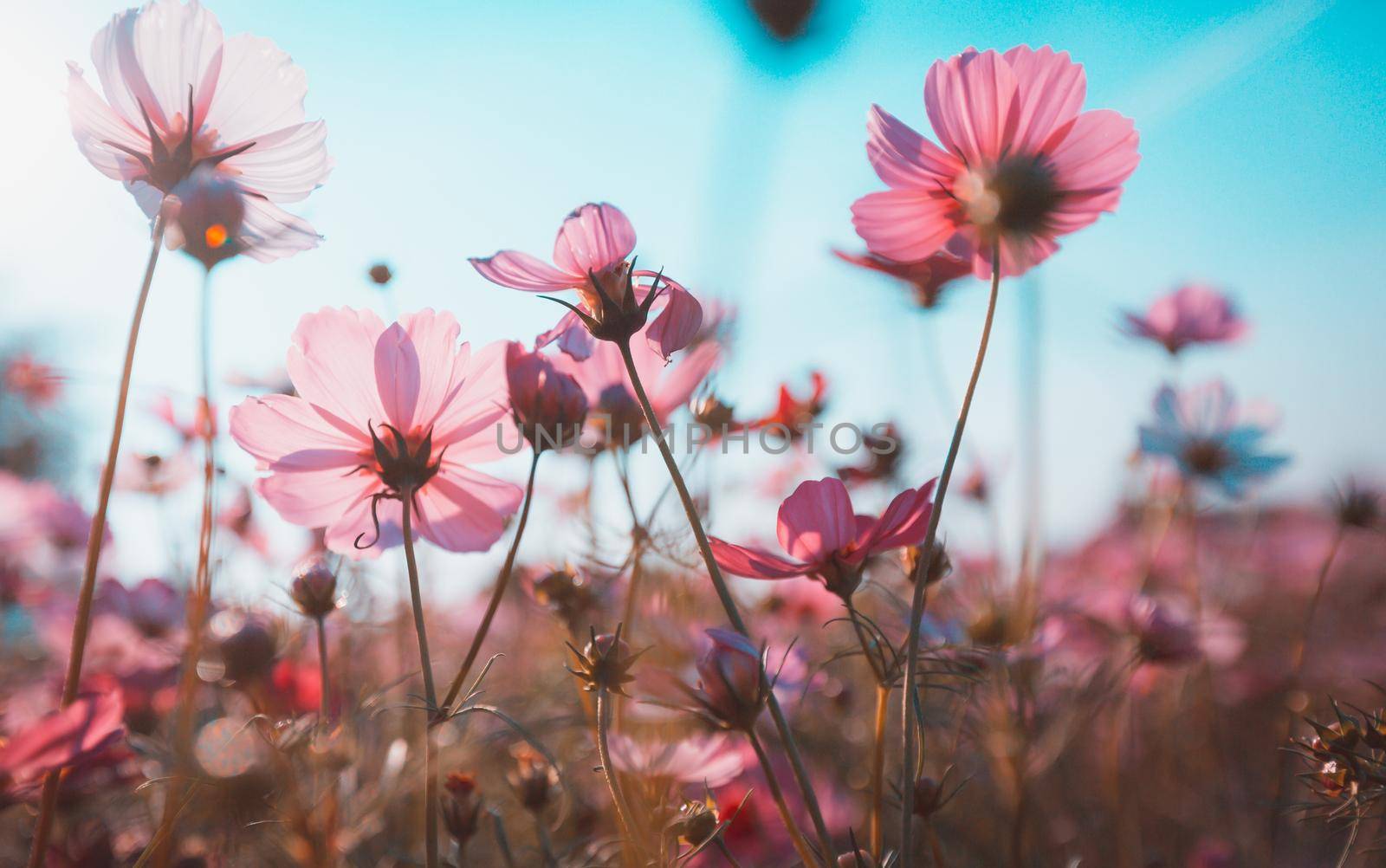 Cosmos flowers beautiful by Wasant