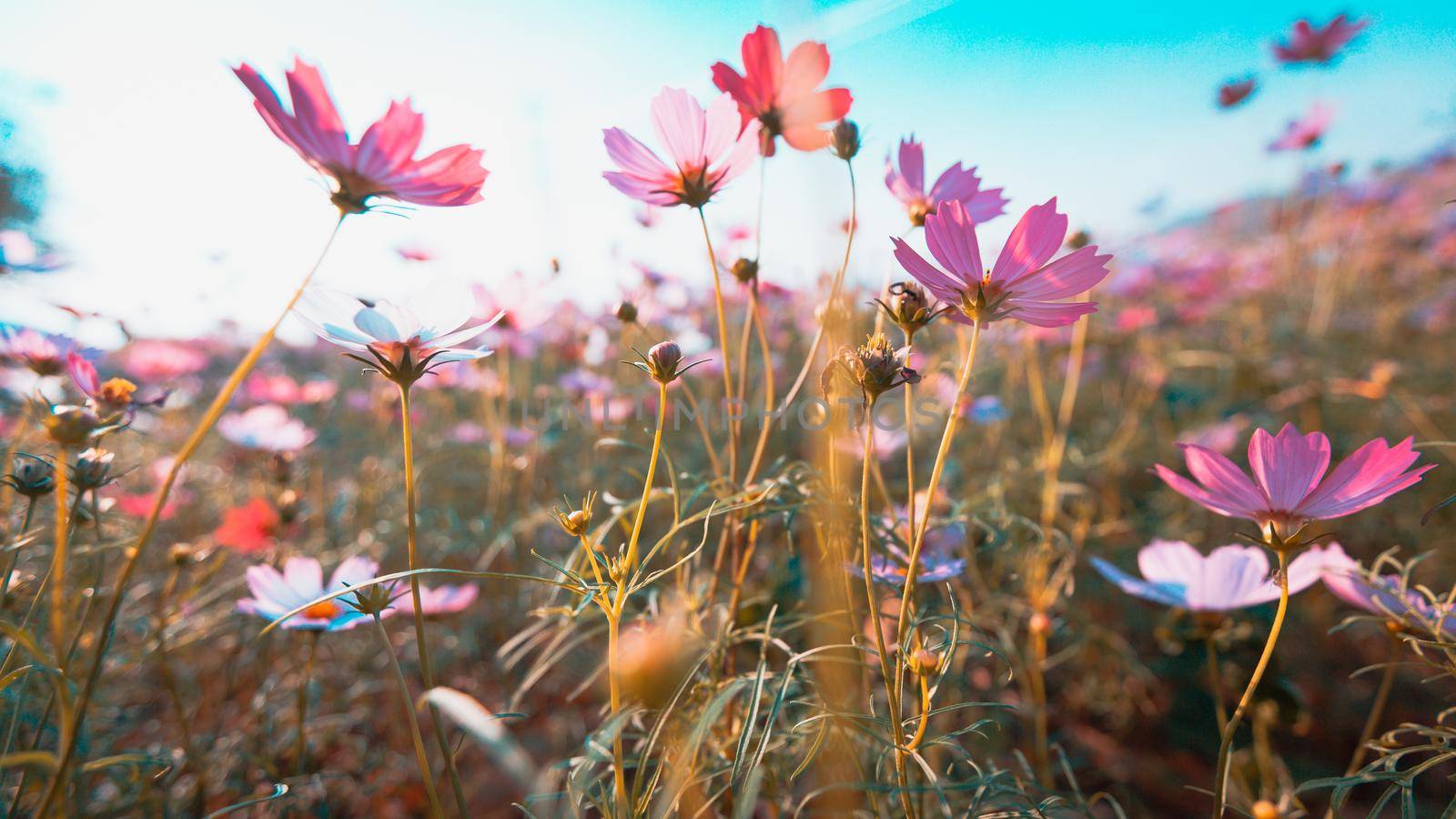 Cosmos flowers beautiful by Wasant