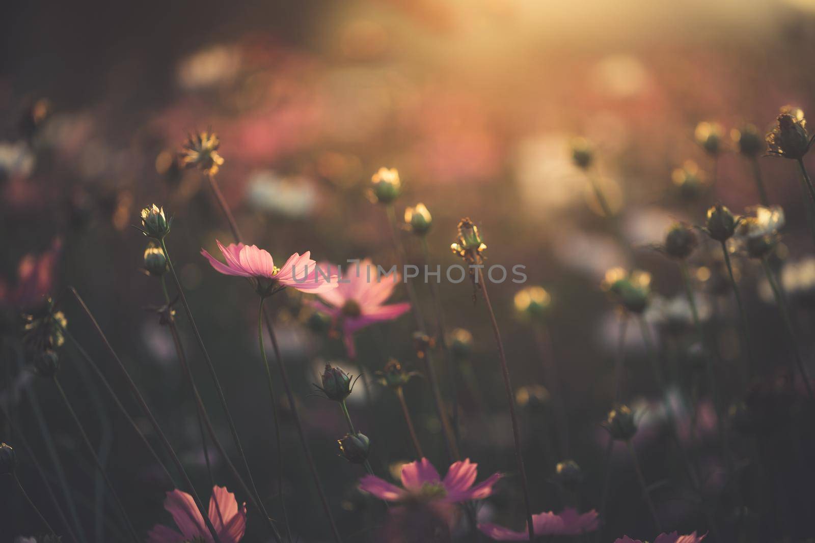 Cosmos flowers beautiful by Wasant