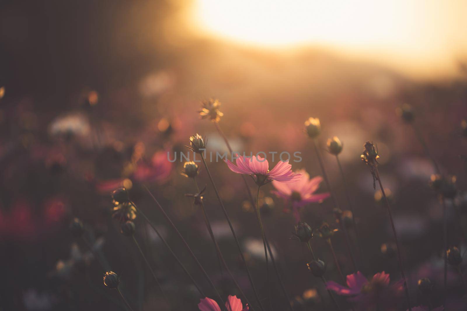 Cosmos flowers beautiful in the garden background