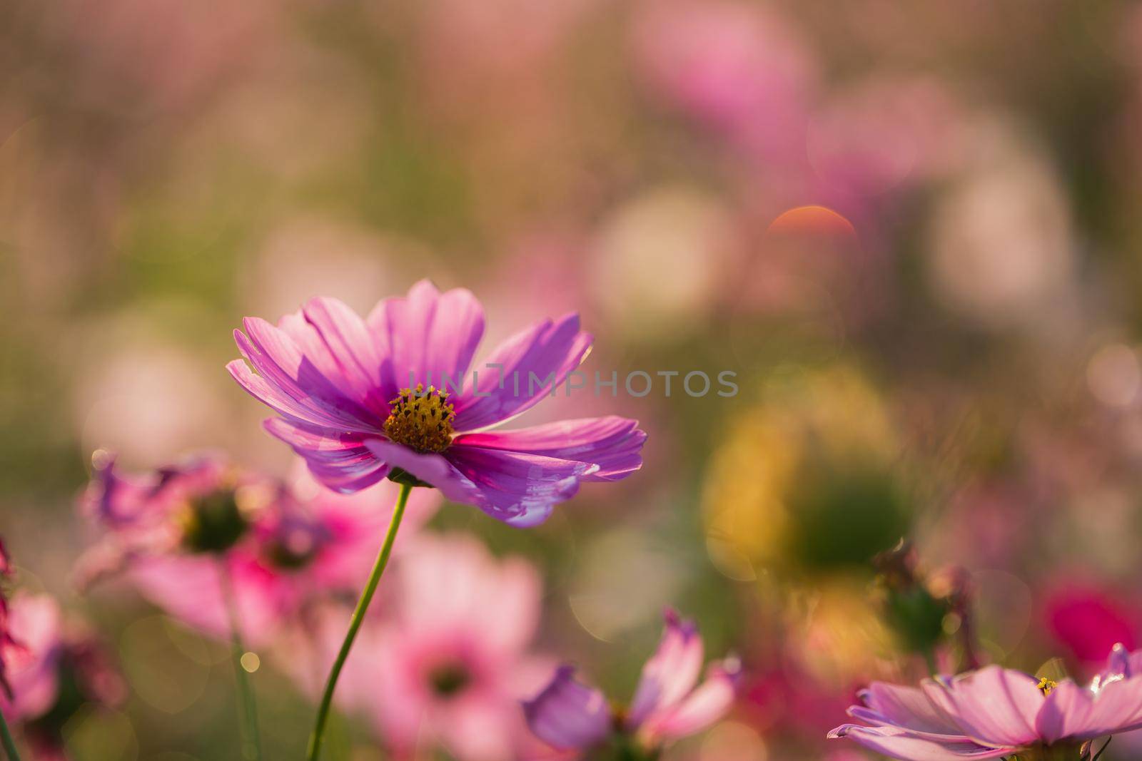 Cosmos flowers beautiful by Wasant