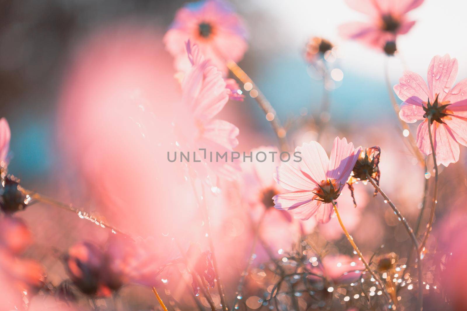 Cosmos flowers beautiful in the garden background