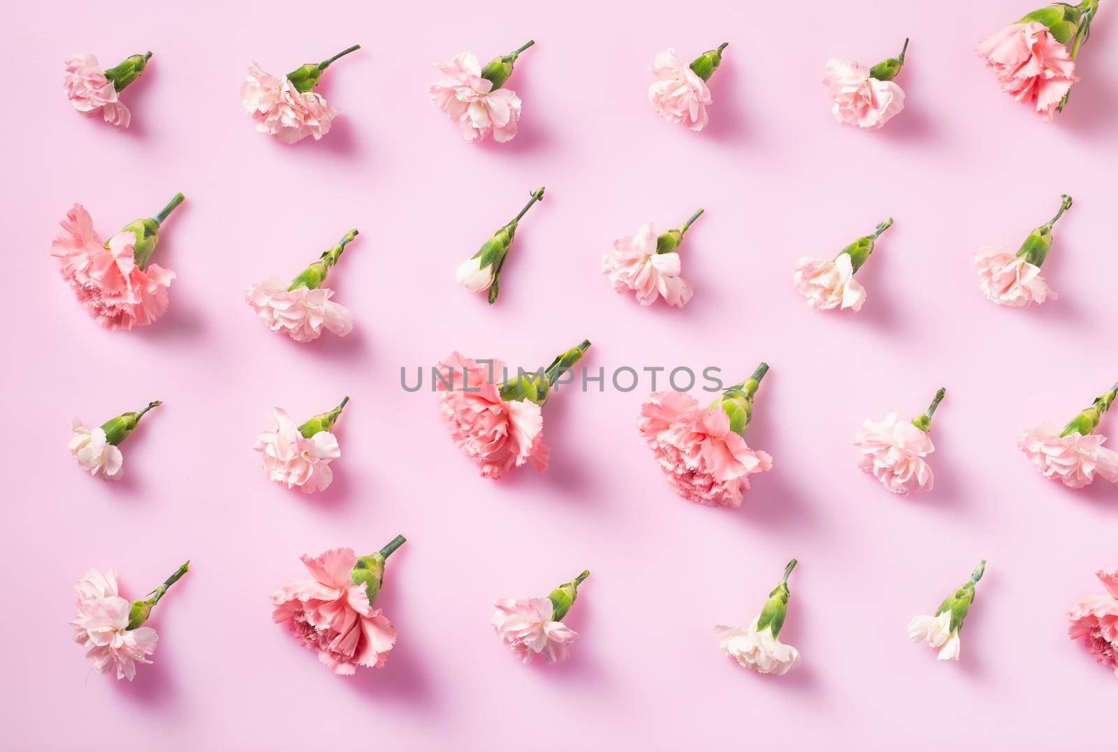 Minimalist flat lay with Carnation flowers for Mother's Day, Valentines Day background design concep