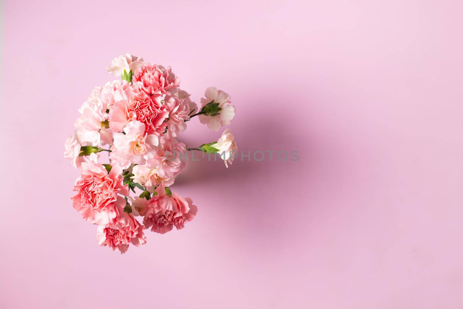 Carnation flowers on pink background by Wasant