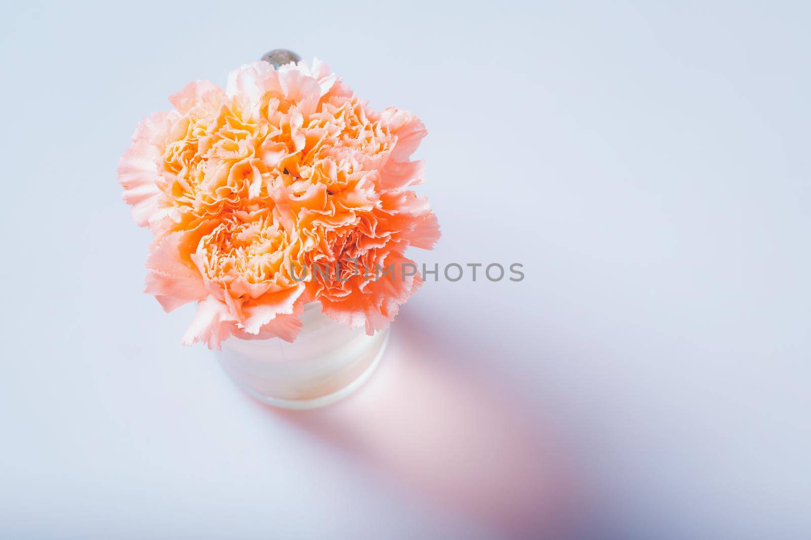 Carnation Flowers . Sweet color filter