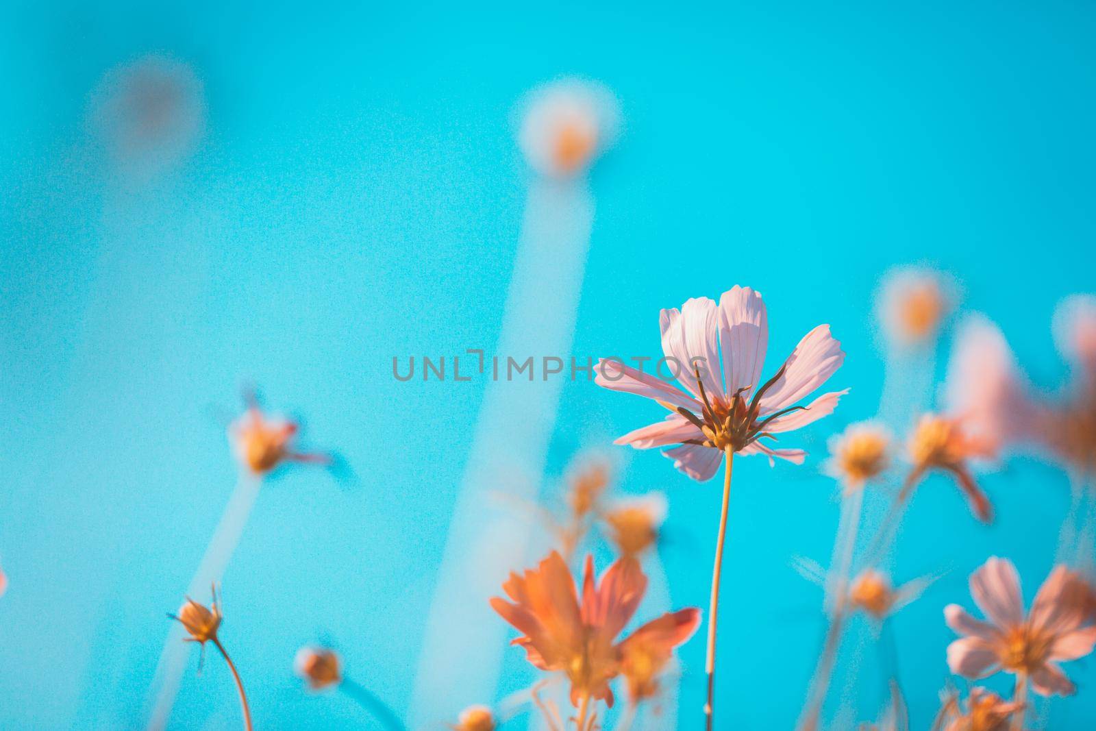 Cosmos flowers beautiful in the garden background