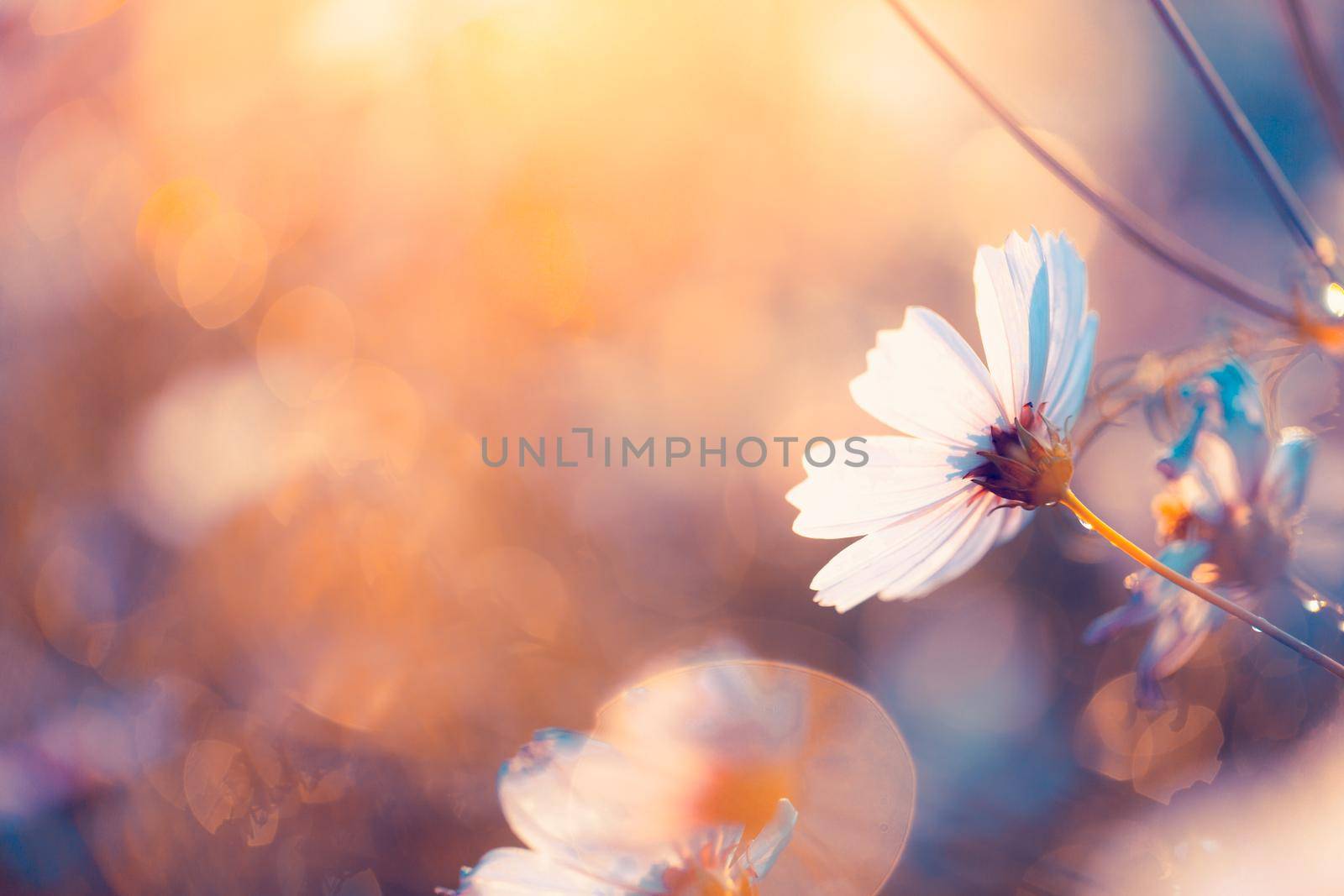 Cosmos flowers beautiful in the garden background