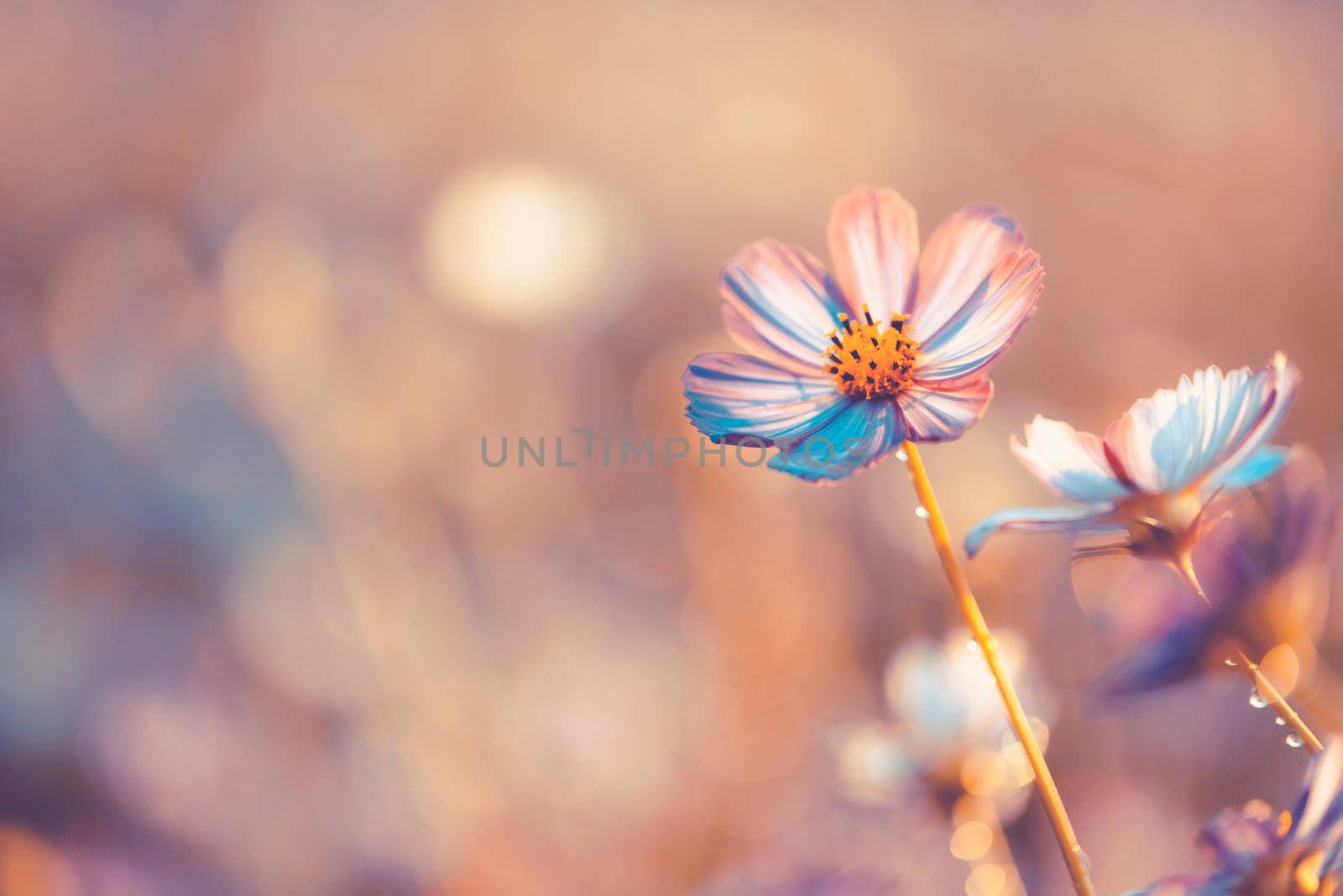 Cosmos flowers beautiful by Wasant