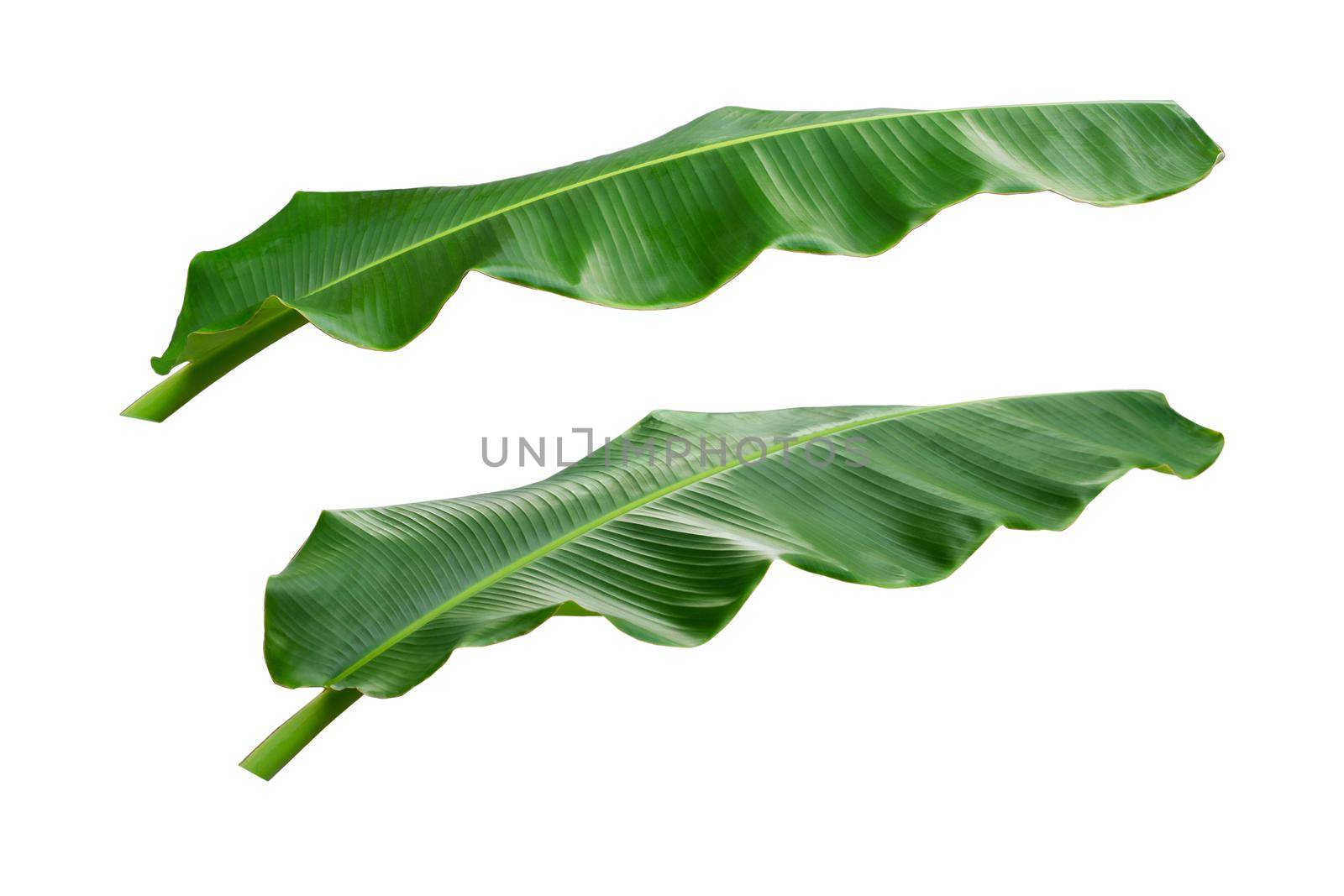 Banana leaves isolated on white with clipping paths
