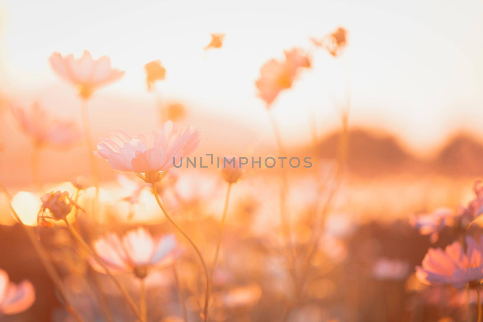 Cosmos flowers beautiful by Wasant