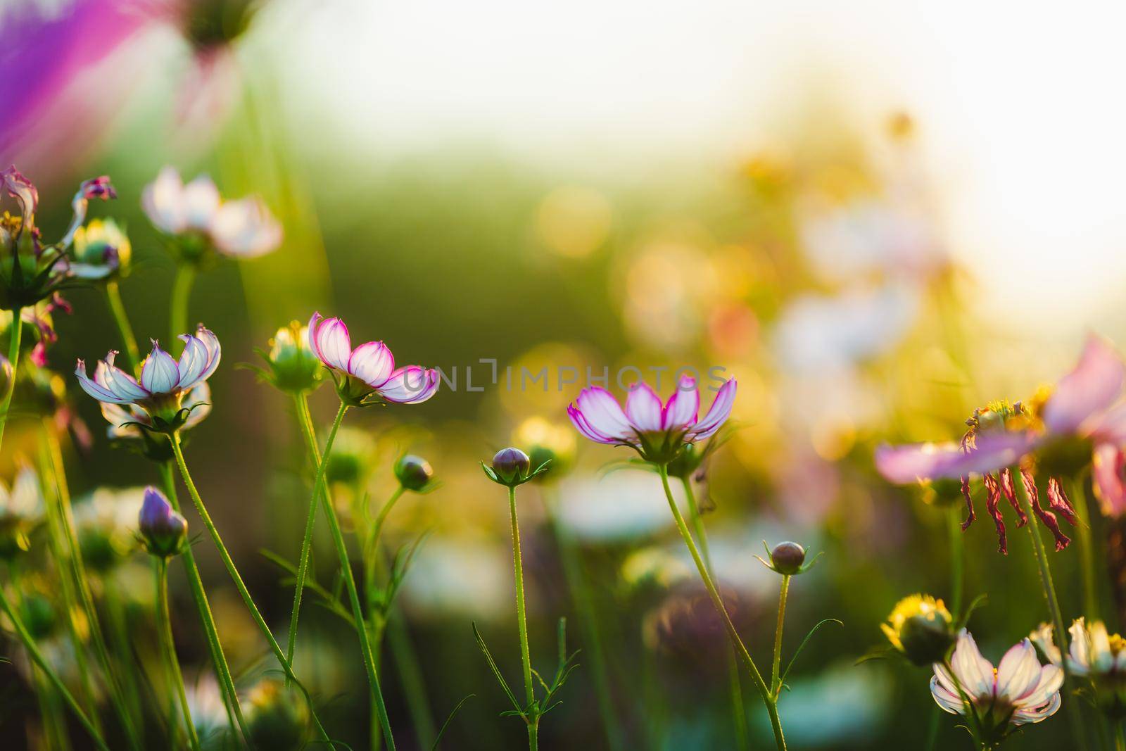 Cosmos flowers beautiful in the garden background