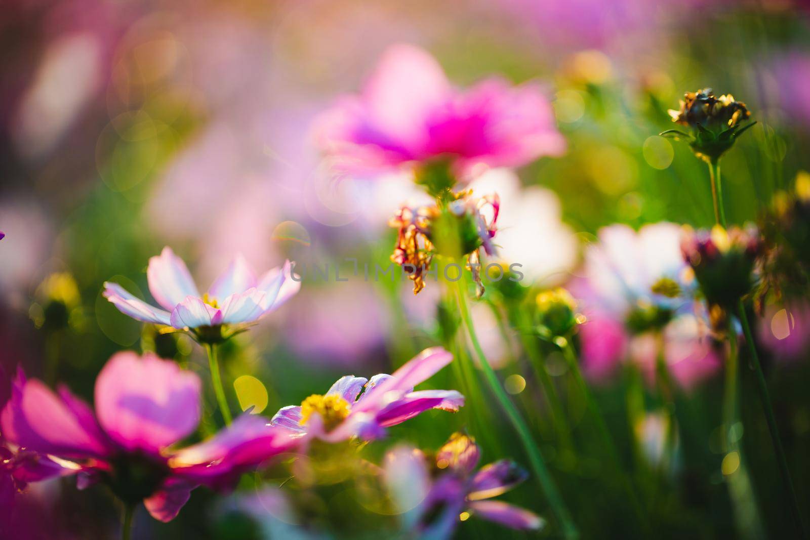 Cosmos flowers beautiful in the garden background