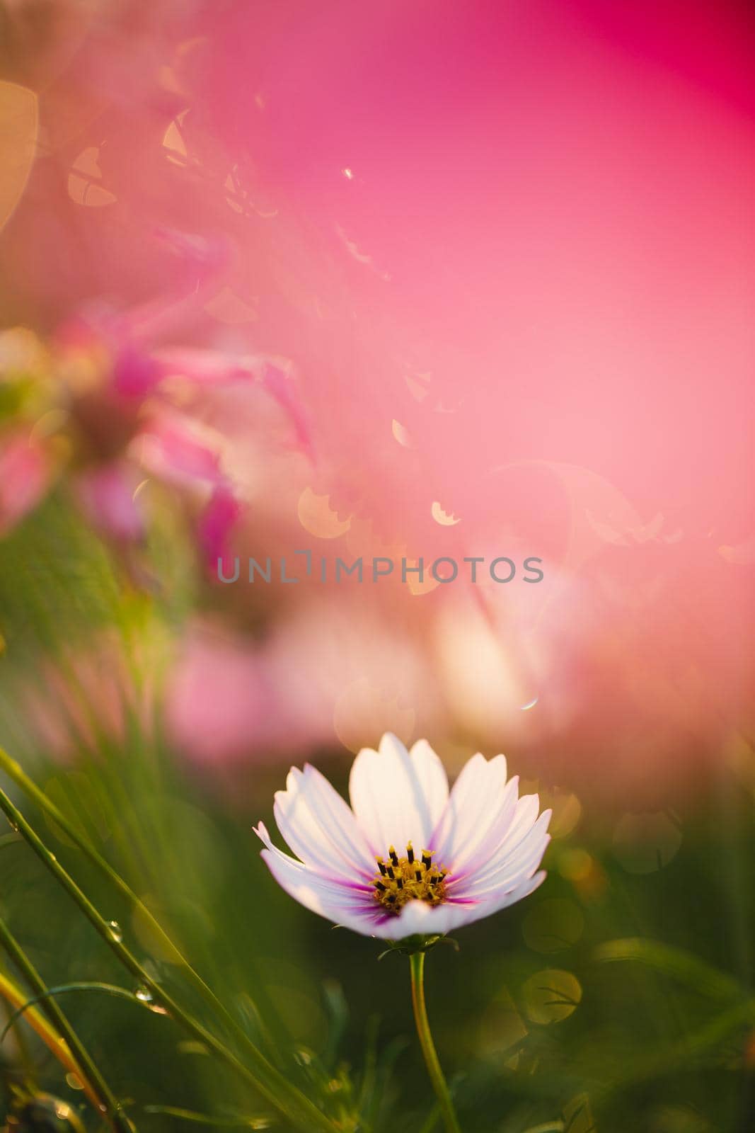 Cosmos flowers beautiful in the garden background