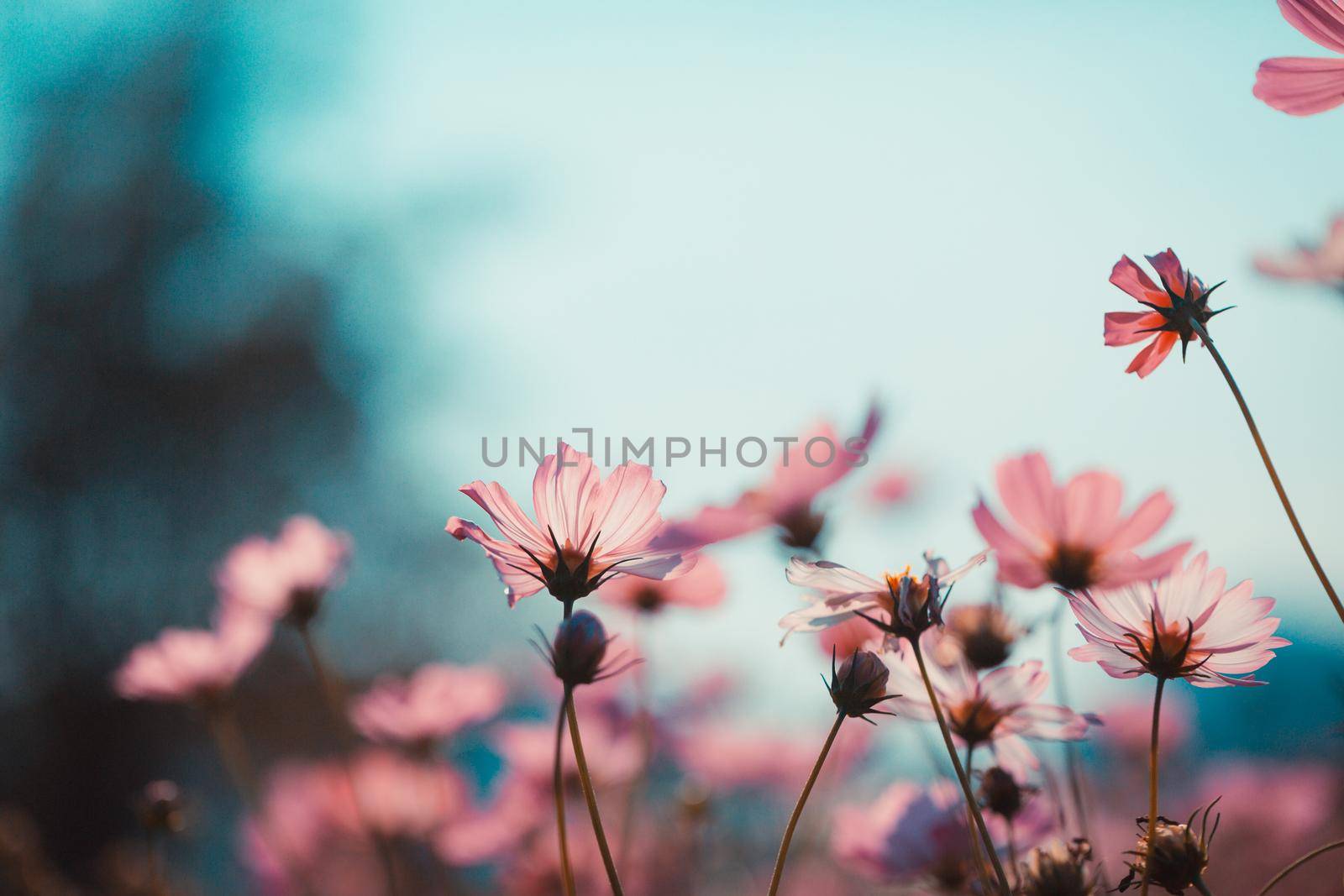 Cosmos flowers beautiful in the garden