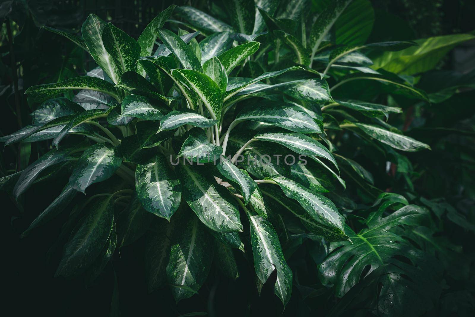 Dieffenbachia camilla abstract summer background, Tropical plants