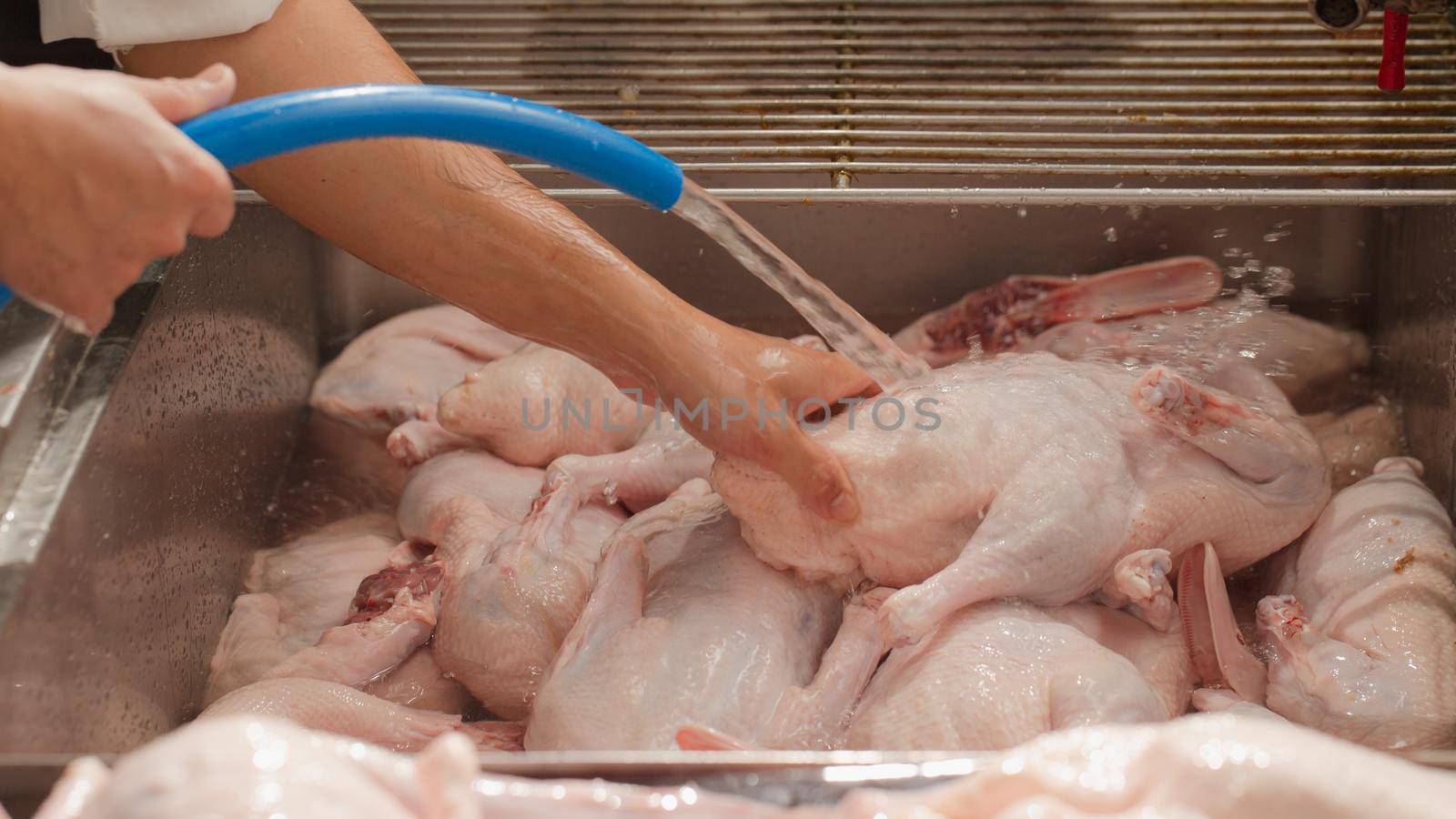 Duck washing on sink by Wasant