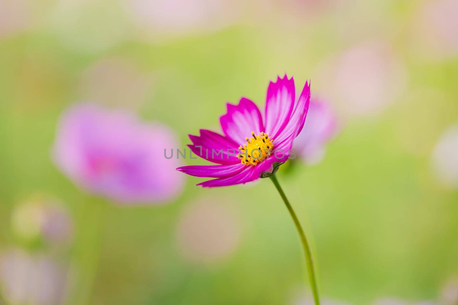 Cosmos flower beautiful by Wasant