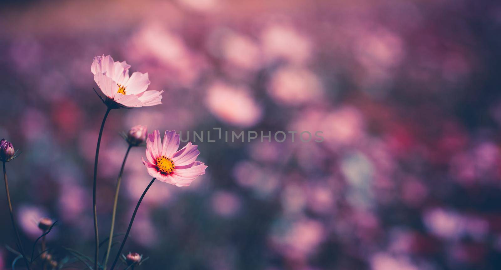 Cosmos flowers beautiful in the garden