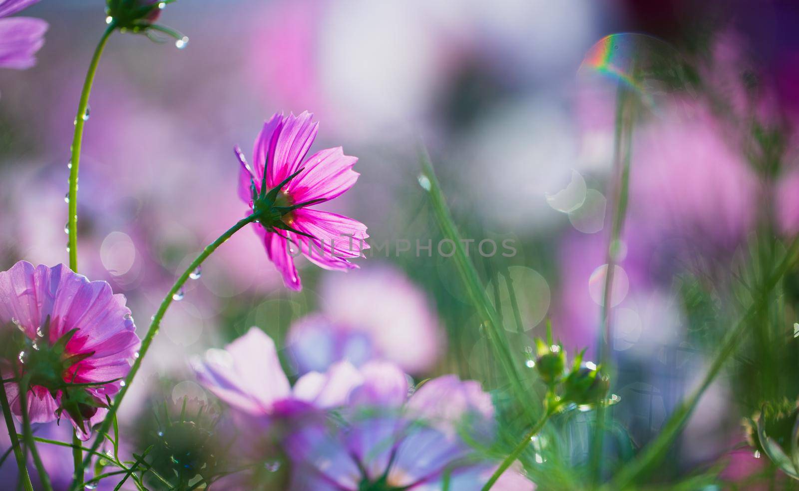 Cosmos flowers beautiful in the garden background