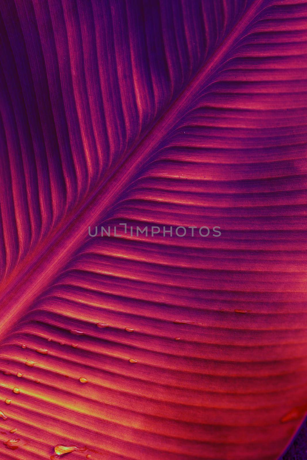 Tropical nature botanical background banana palm leaves in neon colors. Beautiful wallpaper poster template
