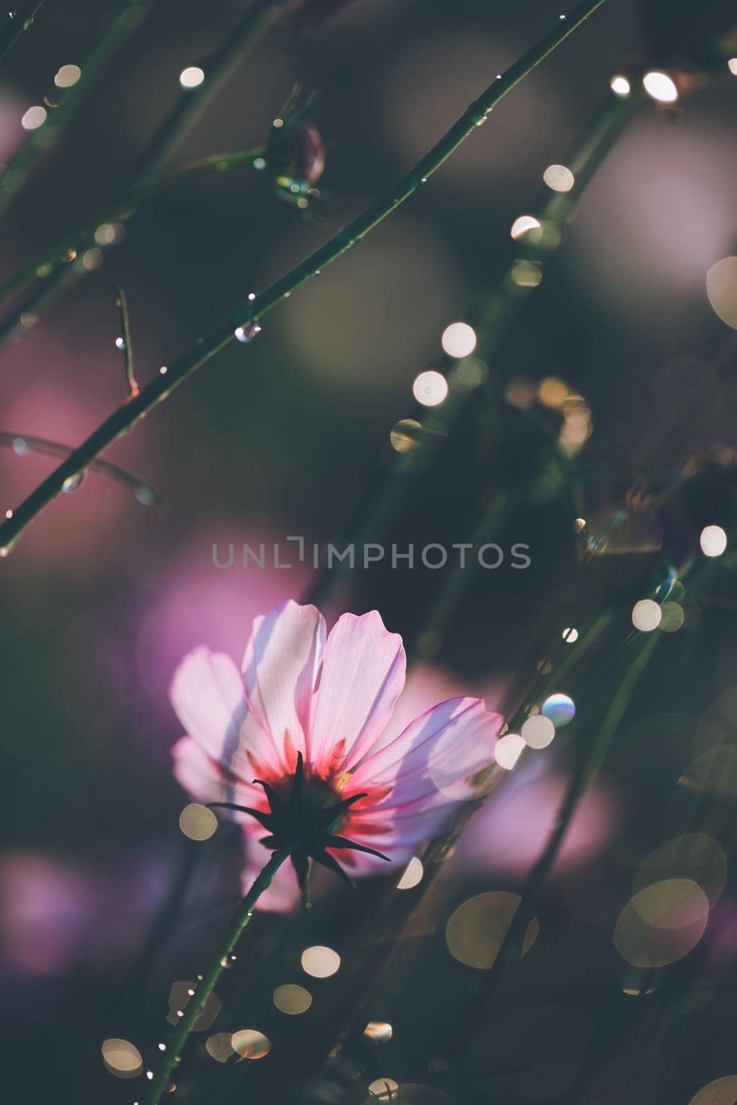 Cosmos flowers beautiful in the garden background