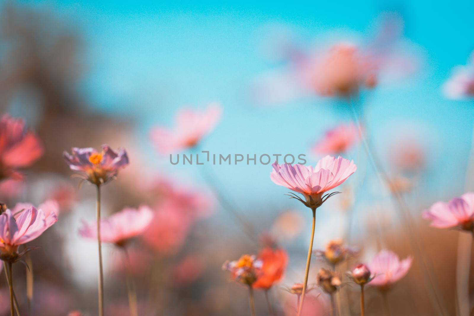 Cosmos flowers beautiful in the garden