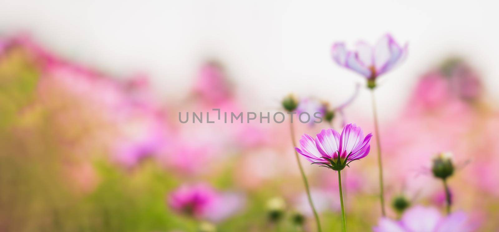 Cosmos flower beautiful on green background