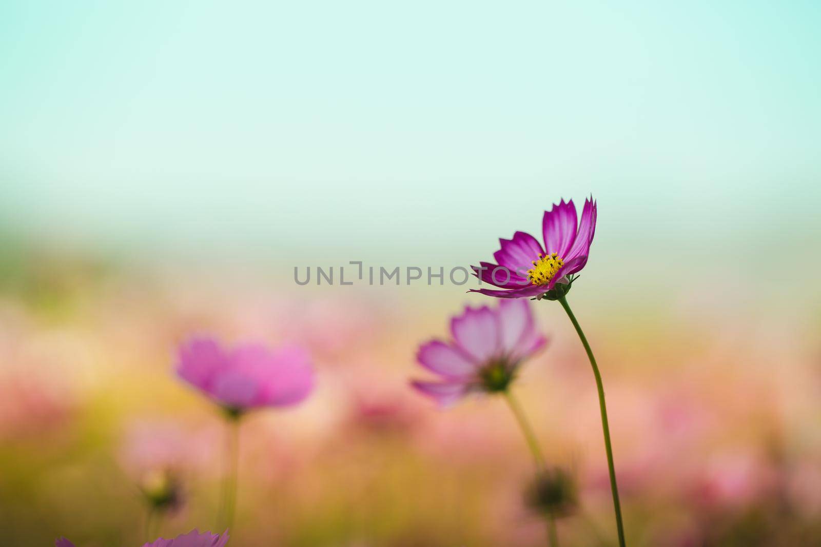 Cosmos flower beautiful on green background