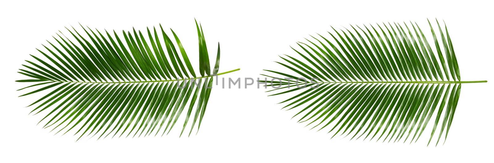 Palm leaves isolated  by Wasant