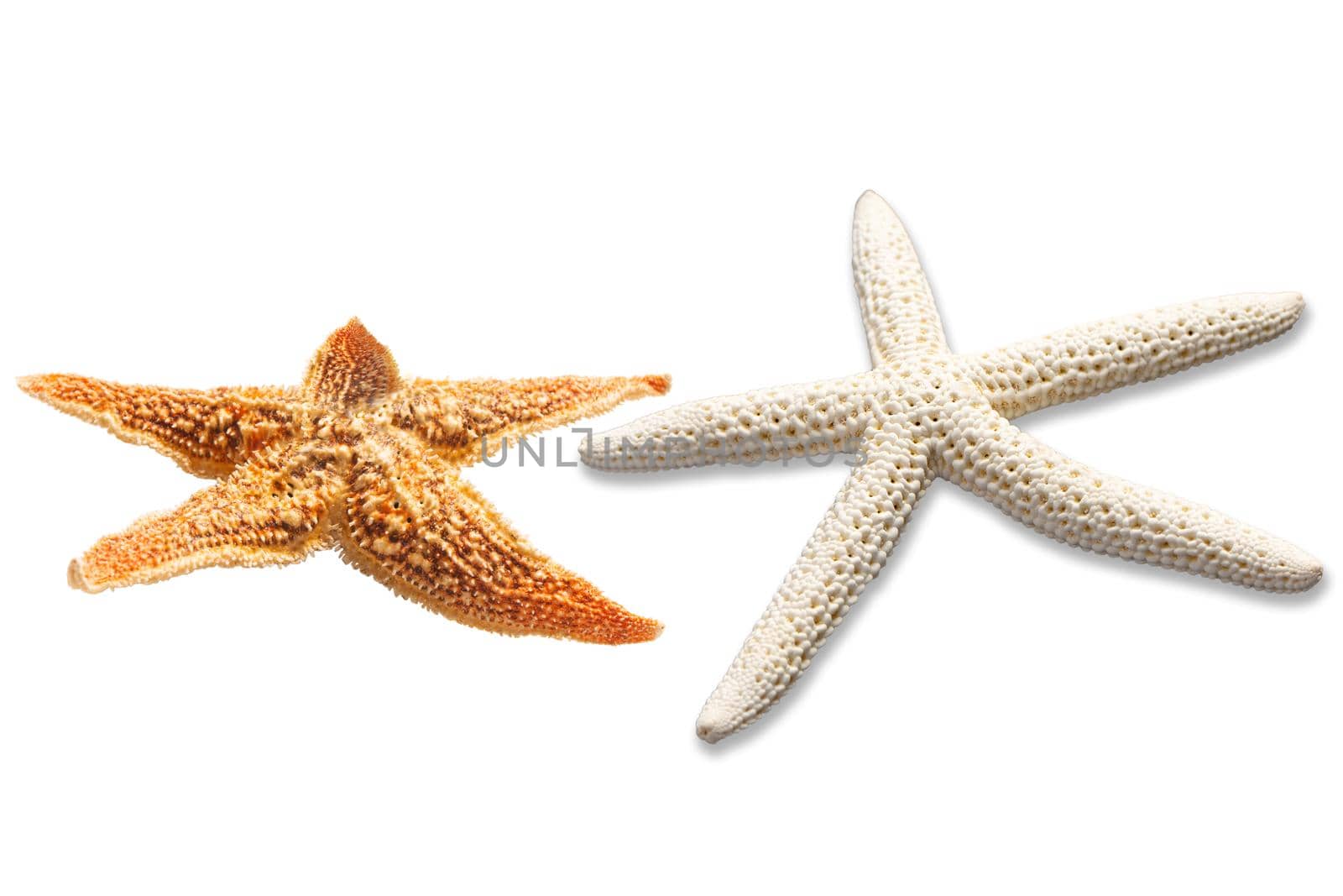 Starfish isolated on white with clipping path