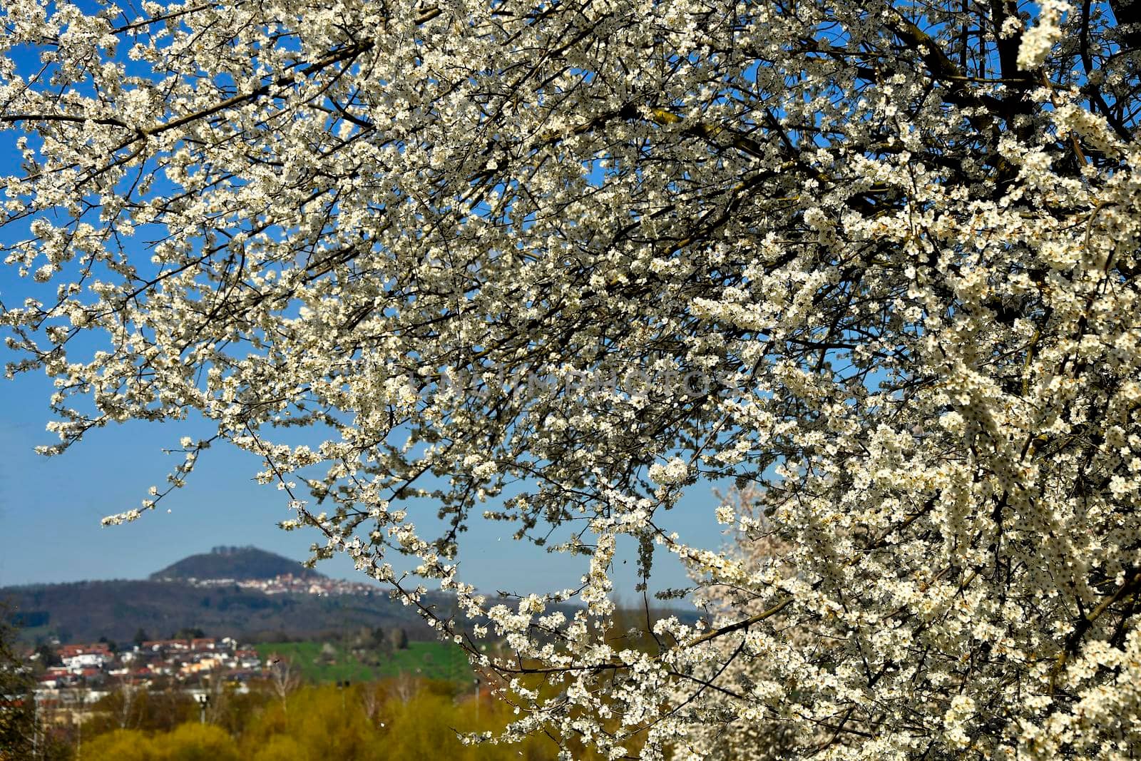 wild mirabelle blossom in springtime with famous German hill Hohenstaufen by Jochen