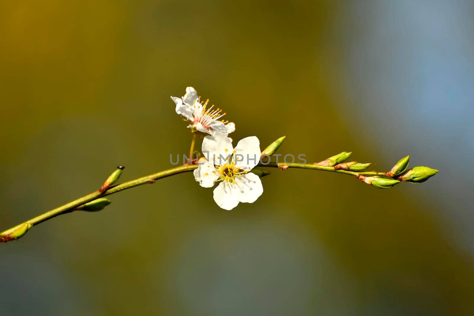 wild mirabelle blossom in springtime by Jochen