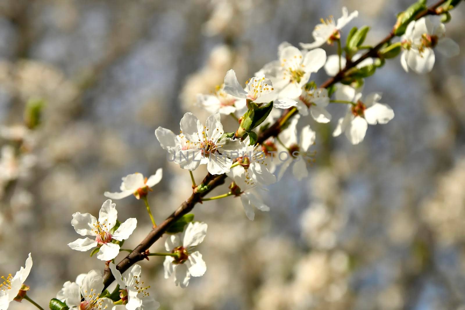 wild mirabelle blossom in springtime