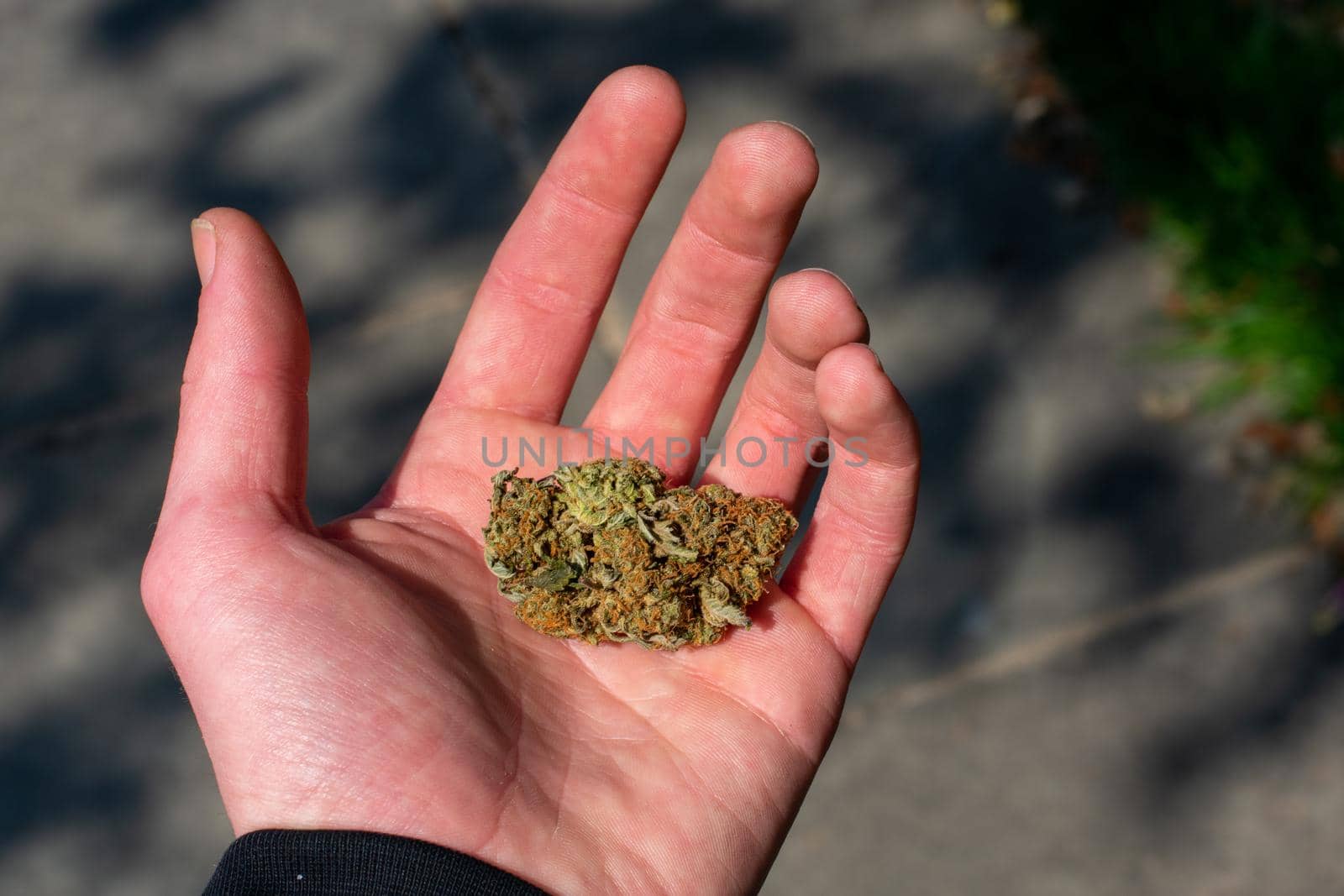 A Cannabis Nug in the Palm of a Hand With a Shaded Stone Path In the Background