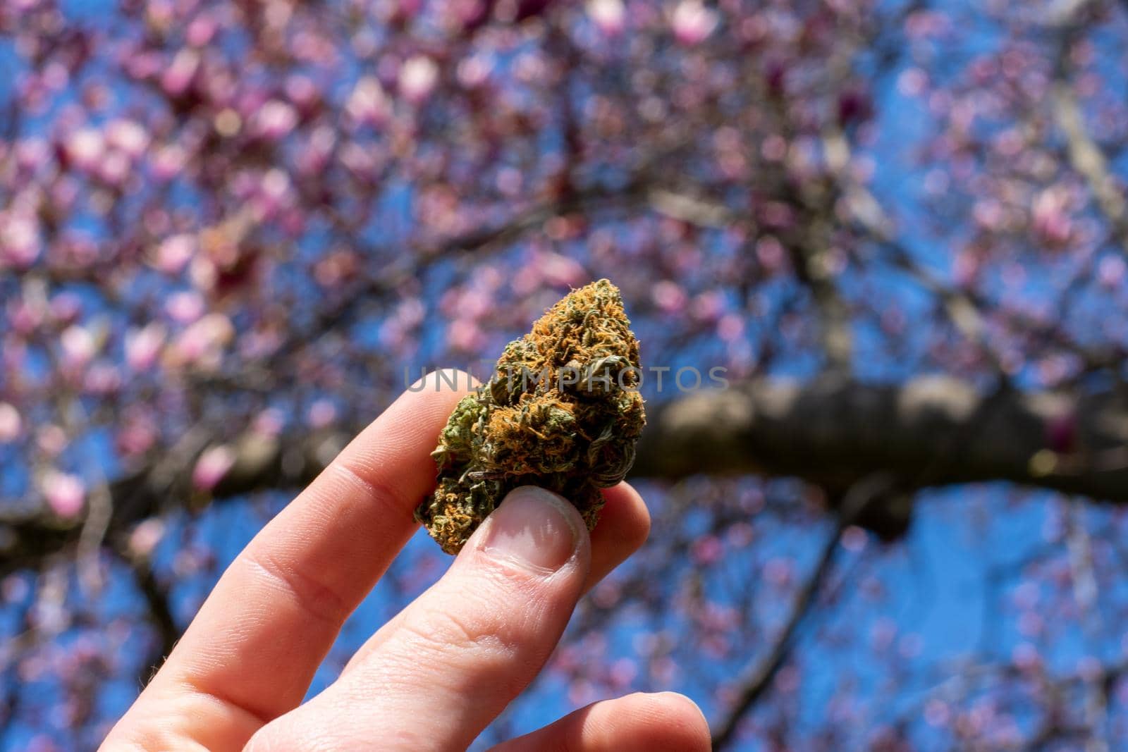 A Hand Holding Up a Cannabis Nug With a Cherry Blossom Tree Behind by bju12290