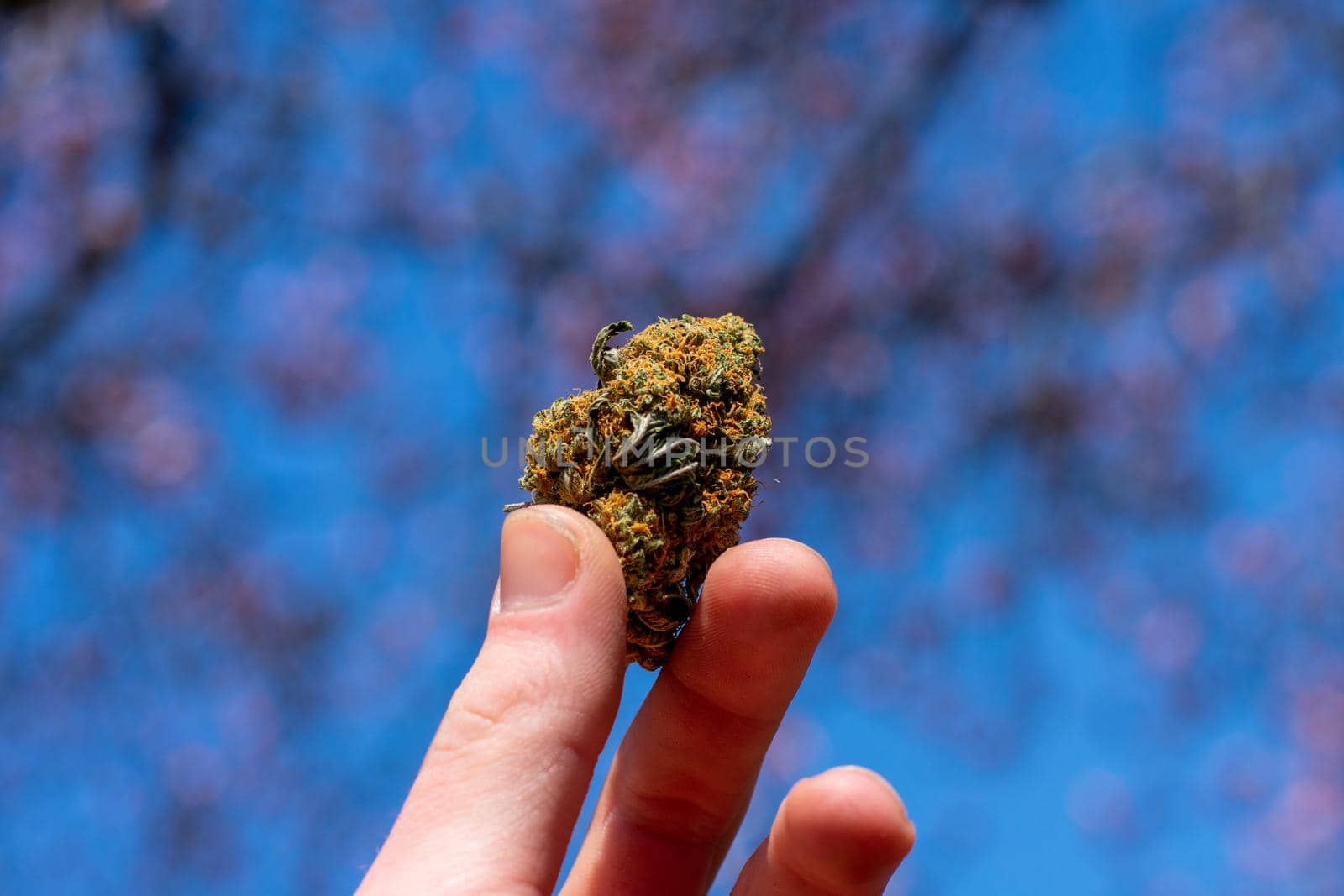 A Hand Holding Up a Cannabis Nug With a Cherry Blossom Tree Behind by bju12290